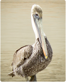 Pelican